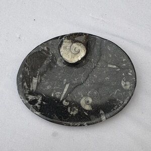 Fossilized Black and White Oval Stone Plate